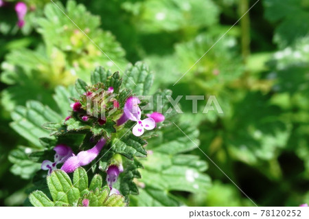 Henbit deadnettle (the seat of the Buddha) with large flowers Henbit deadnettle (the seat of the Buddha) with large flowers 78120252