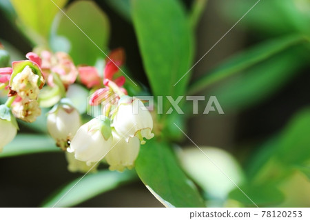 Blueberry flowers blooming in early summer 78120253