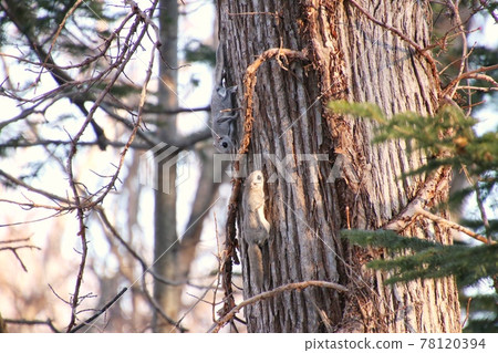 Flying squirrel 338 78120394