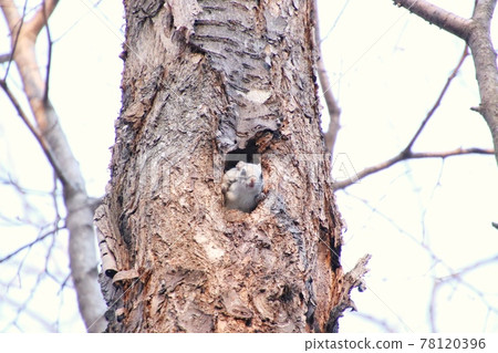 Flying squirrel 339 78120396