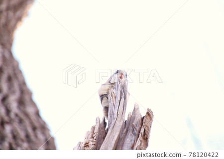 Flying squirrel 363 Flying squirrel 363 78120422