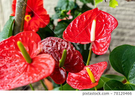 南島雨季，鮮紅芙蓉紅掌 78120466