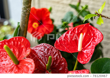 南島雨季，鮮紅芙蓉紅掌 78120467