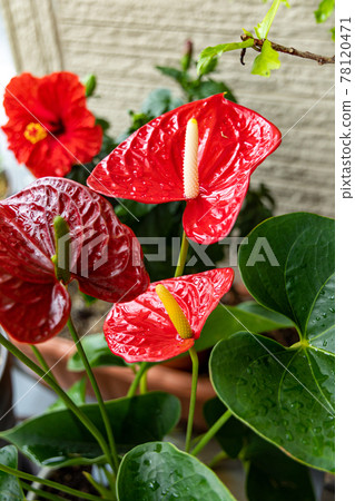 Rainy season on the southern island, bright red hibiscus anthurium Rainy season on the southern island, bright red hibiscus anthurium 78120471