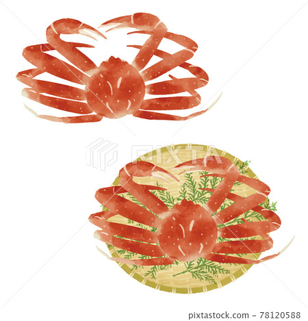 Hand-drawn illustration of snow crab / watercolor touch 78120588