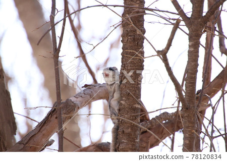 Flying squirrel 408 78120834