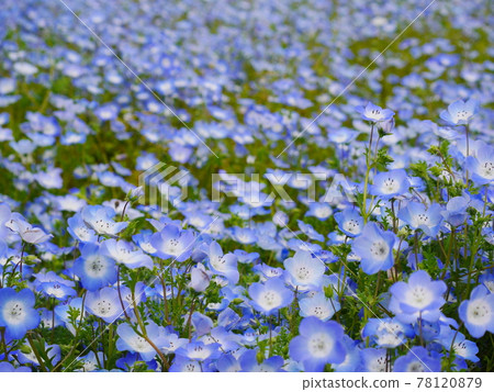 片面的Nemophila花園 78120879