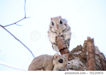 Flying squirrel 491 78120935