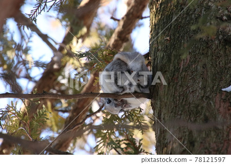 Flying squirrel 651 78121597