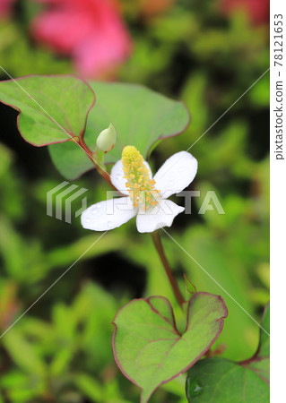 White dokudami flowers White dokudami flowers 78121653