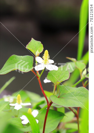 White dokudami flowers 78121654