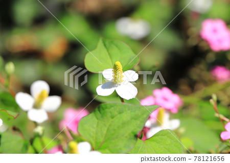 White dokudami flowers White dokudami flowers 78121656