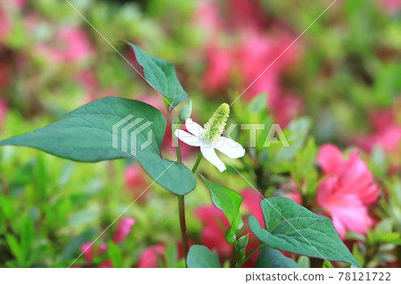 White Houttuynia cordata and pink Satsuki White Houttuynia cordata and pink Satsuki 78121722