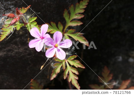 This little pink flower is Himefuuro This little pink flower is Himefuuro 78121766