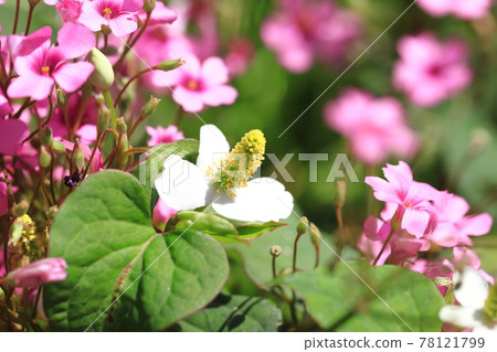 White Houttuynia cordata and pink Oxalis flowers White Houttuynia cordata and pink Oxalis flowers 78121799