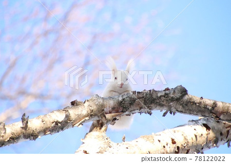 White Ezoris 06 White Ezoris 06 78122022
