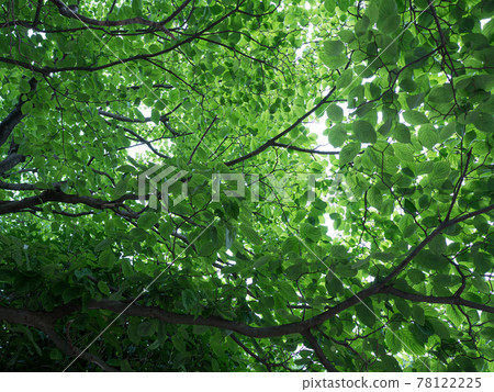 Fresh green leaves Dogwood leaves Fresh green leaves Dogwood leaves 78122225