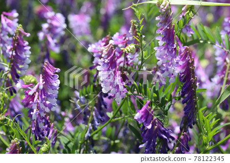 開花在春天公園的長毛的野豌豆紫色花 78122345