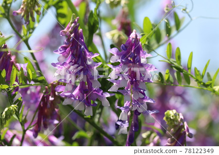 開花在春天公園的長毛的野豌豆紫色花 78122349