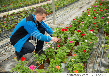 Portrait of professional gardener enjoying his favourite pastime of flowers cultivation in glasshouse 78122395