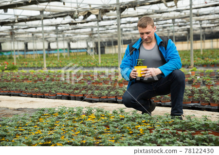 Farmer checking tomato seedlings Farmer checking tomato seedlings 78122430