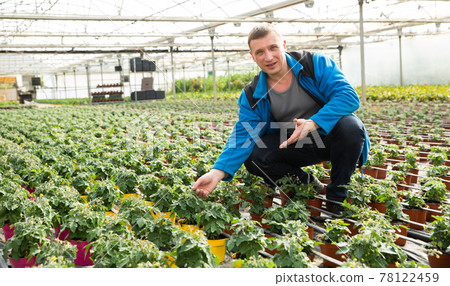 Glasshouse worker checking tomato seedlings 78122459