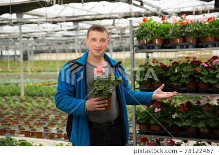 Farmer inspecting potted Pelargonium 78122467