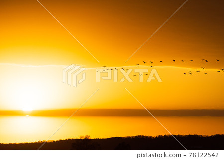 Sunset and Magan in Miyajimanuma, Hokkaido Sunset and Magan in Miyajimanuma, Hokkaido 78122542