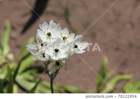 White flowers of Ornithogamla arabicum blooming in the spring park 78122954