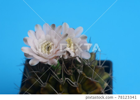 ymnocalycium cactus flower on blue background 78123341