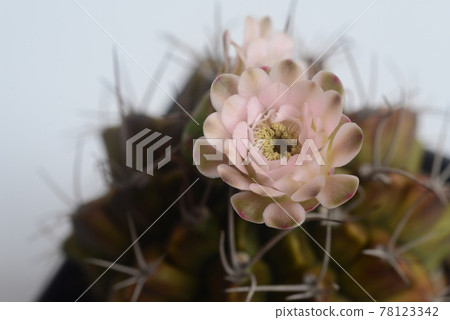 close-up ymnocalycium cactus  flower on white background 78123342