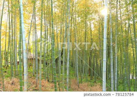 【埼玉縣】竹林 78123784