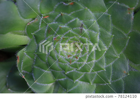 Sedum weinbergii,Mother-of-pearl-plant or Ghost plant. 78124110
