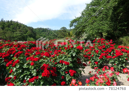 玫瑰盛開玫瑰玫瑰 玫瑰盛開玫瑰玫瑰 78124768