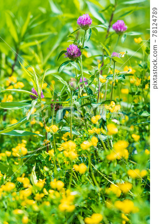 Summer Field Flower 78124789