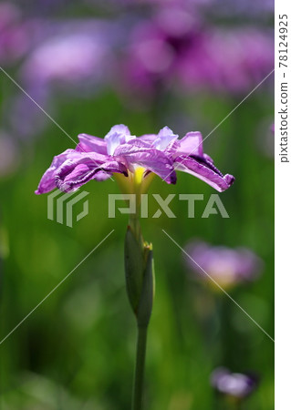鳶尾花 78124925