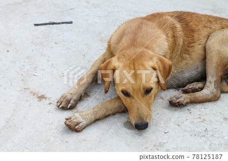 A brown dog lying on a white cement floor. 78125187