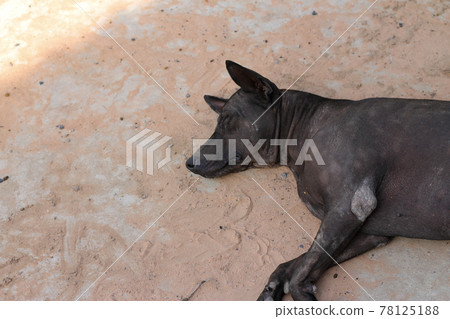 The black female dog sleeps on the cement floor. 78125188