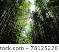  Bamboo grove 78125226