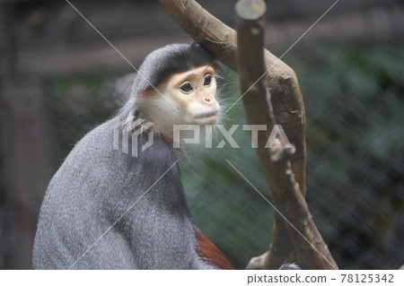 Look over here 78125342