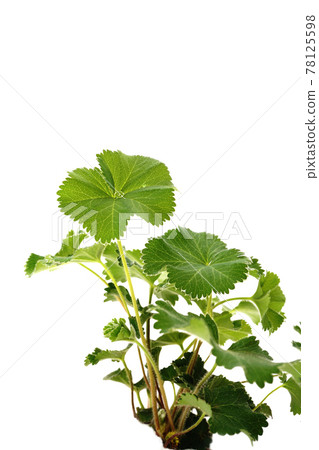 Alchemilla Morris Alchemilla Morris 78125598