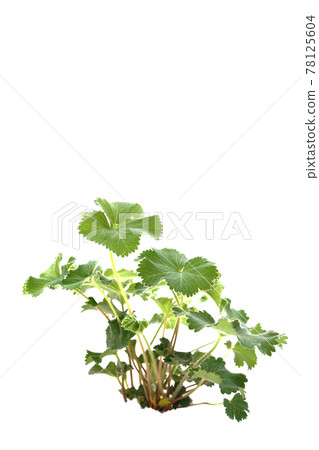 Alchemilla Morris 78125604