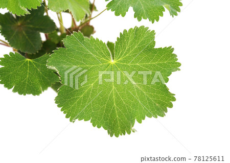 Alchemilla Morris 78125611