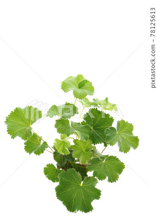 Alchemilla Morris 78125613