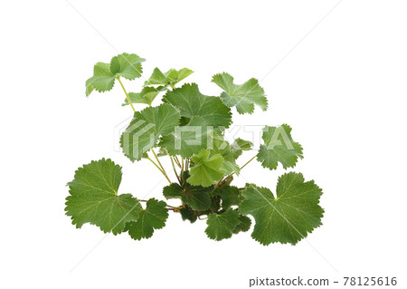 Alchemilla Morris 78125616
