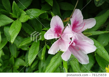 五月盛開的粉紅色杜鵑花 78125659