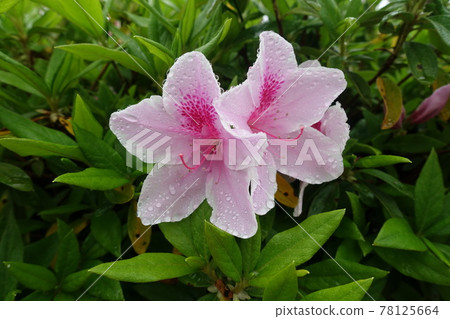 五月盛開的粉紅色杜鵑花 五月盛開的粉紅色杜鵑花 78125664