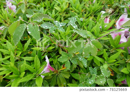 五月盛開的粉紅色杜鵑花 78125669