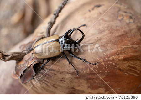 Yellow Five-horned rhinoceros beetle In nature background 78125880