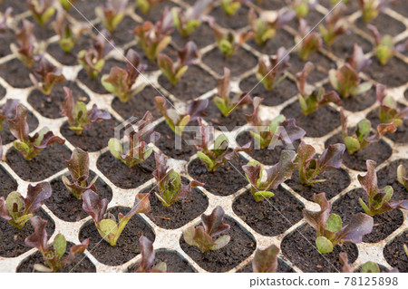 many young sprouts of red lettuce seedlings, in plastic cells, side view many young sprouts of red lettuce seedlings, in plastic cells, side view 78125898